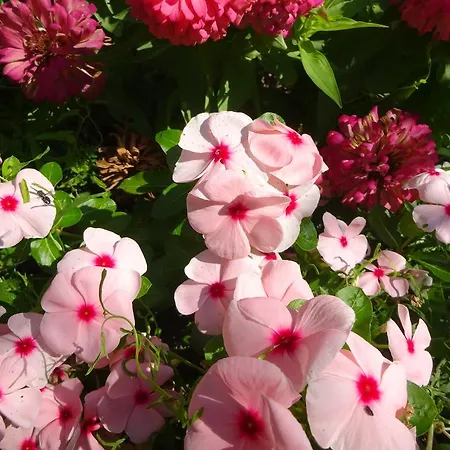 Konukevi Hris Chernomorets