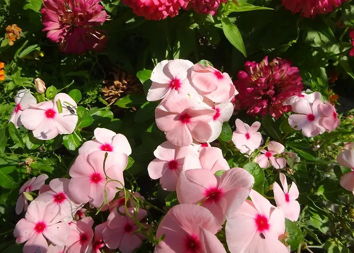 招待所 Hris 切尔诺莫雷茨